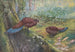 Faisan à queue de bronze de Sumatra - George Edward Lodge — artwork view