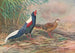 Kaleege de Swinhoe - George Edward Lodge — artwork view