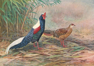 Kaleege de Swinhoe - George Edward Lodge — artwork view