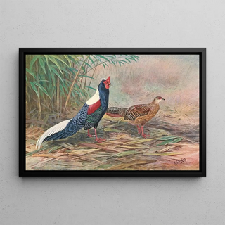 Kaleege de Swinhoe - George Edward Lodge — framed artwork on a wall