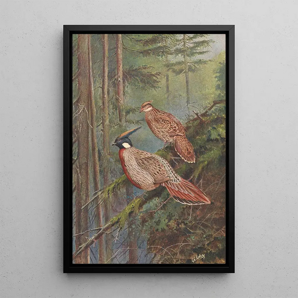 Pheasant Koklass Common - George Edward Lodge — framed artwork on a wall