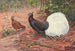 Pheasant with White-Tipped Tail - George Edward Lodge — artwork view