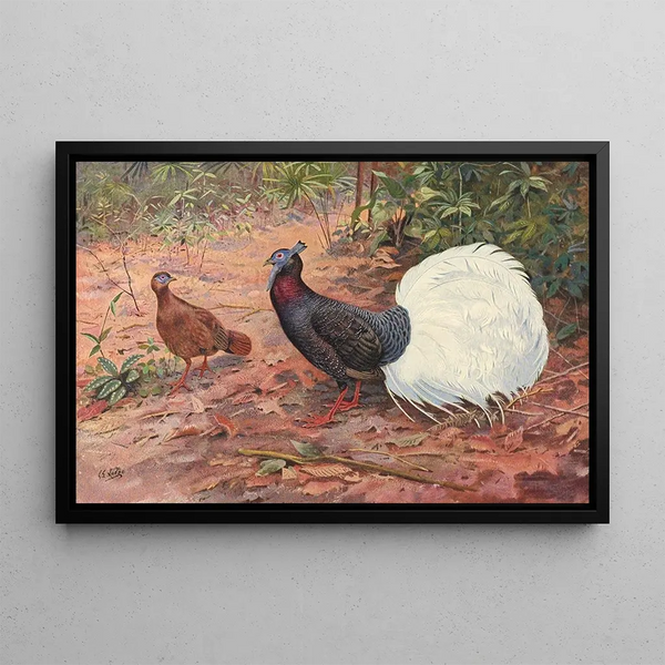 Pheasant with White-Tipped Tail - George Edward Lodge — framed artwork on a wall