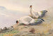 Faisan à oreillons blancs - George Edward Lodge — artwork view