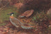 Faisan koklass à cou jaune - George Edward Lodge — artwork view