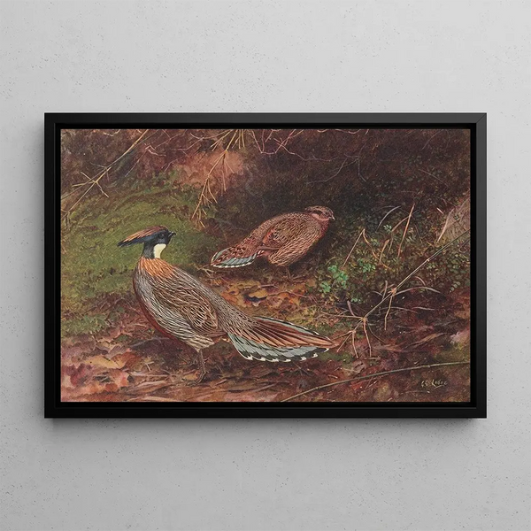 Faisan koklass à cou jaune - George Edward Lodge — framed artwork on a wall