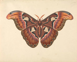Butterfly Atlas Painting - George Edwards — artwork view