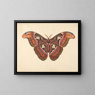 Butterfly Atlas Painting - George Edwards — framed artwork on a wall