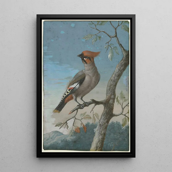 Jaseur Boréal - George Edwards — framed artwork on a wall