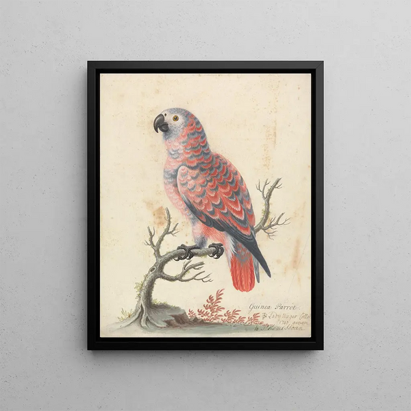 Guinea Parrot Painting - George Edwards — framed artwork on a wall