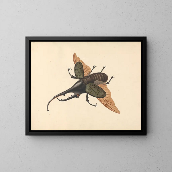 Scarabée Hercule - George Edwards — framed artwork on a wall
