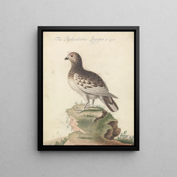 Lagopède Painting - George Edwards — framed artwork on a wall