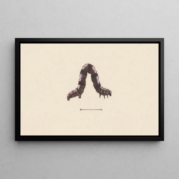 Aquarelle d'Entomologie Pl001 - George Hudson — framed artwork on a wall