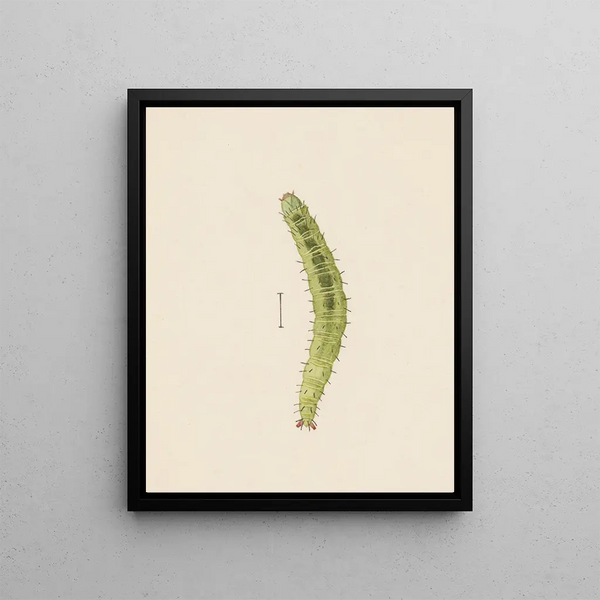 Aquarelle d'entomologie Pl. 002 - George Hudson — framed artwork on a wall