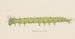 Aquarelle d'entomologie Pl006 - George Hudson — artwork view