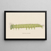 Aquarelle d'entomologie Pl006 - George Hudson — framed artwork on a wall