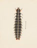 Aquarelle d'entomologie Pl. 010 - George Hudson — artwork view