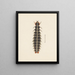 Aquarelle d'entomologie Pl. 010 - George Hudson — framed artwork on a wall