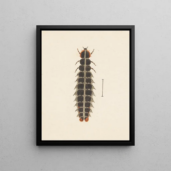 Aquarelle d'entomologie Pl. 010 - George Hudson — framed artwork on a wall