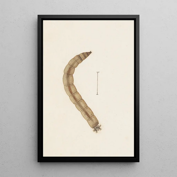 Aquarelle d'entomologie Pl015 - George Hudson — framed artwork on a wall