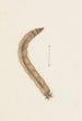 Aquarelle d'entomologie Pl015 - George Hudson — artwork view