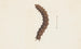 Entomology watercolor Pl016 - George Hudson — artwork view