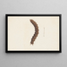 Entomology watercolor Pl016 - George Hudson — framed artwork on a wall