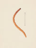 Aquarelle d'entomologie Pl017 - George Hudson — artwork view