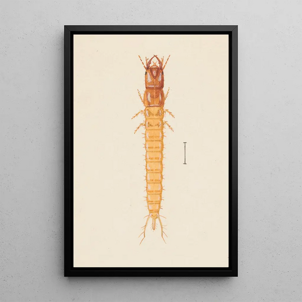 Entomology watercolor painting Pl020 - George Hudson — framed artwork on a wall
