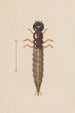 Aquarelle d'entomologie Pl021 - George Hudson — artwork view
