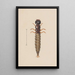 Aquarelle d'entomologie Pl021 - George Hudson — framed artwork on a wall
