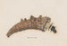 Entomology watercolor Pl025 - George Hudson — artwork view