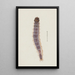 Aquarelle d'entomologie Pl027 - George Hudson — framed artwork on a wall