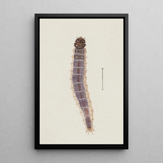 George Hudson - Entomology watercolour Pl027.webp