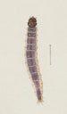 Aquarelle d'entomologie Pl027 - George Hudson — artwork view