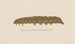 Entomology watercolor Painting Pl028 - George Hudson — artwork view