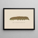 Entomology watercolor Painting Pl028 - George Hudson — framed artwork on a wall