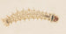 Aquarelle d'entomologie Pl032 - George Hudson — artwork view