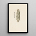 Aquarelle d'entomologie Pl033 - George Hudson — framed artwork on a wall