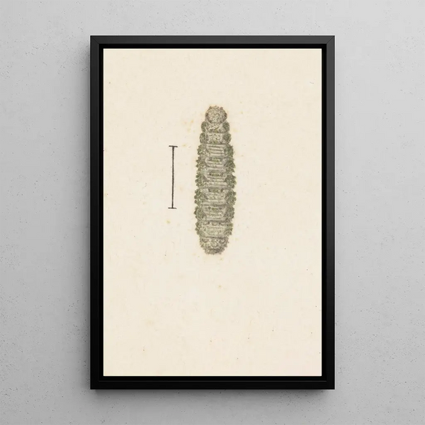 Aquarelle d'entomologie Pl033 - George Hudson — framed artwork on a wall