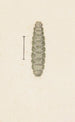 Aquarelle d'entomologie Pl033 - George Hudson — artwork view