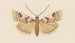 Entomology watercolor Pl034 - George Hudson — artwork view