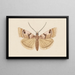 Entomology watercolor Pl034 - George Hudson — framed artwork on a wall
