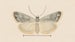 Entomology watercolor Painting Pl035 - George Hudson — artwork view