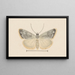 Entomology watercolor Painting Pl035 - George Hudson — framed artwork on a wall