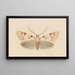 Entomology watercolor Pl037 - George Hudson — framed artwork on a wall