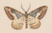 Entomology watercolor Painting Pl039 - George Hudson — artwork view