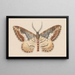 Entomology watercolor Painting Pl039 - George Hudson — framed artwork on a wall