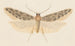 Entomology watercolor Pl041 - George Hudson — artwork view