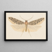 Entomology watercolor Pl041 - George Hudson — framed artwork on a wall